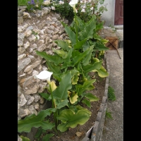 Arum (1)